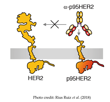 P95 figure 1