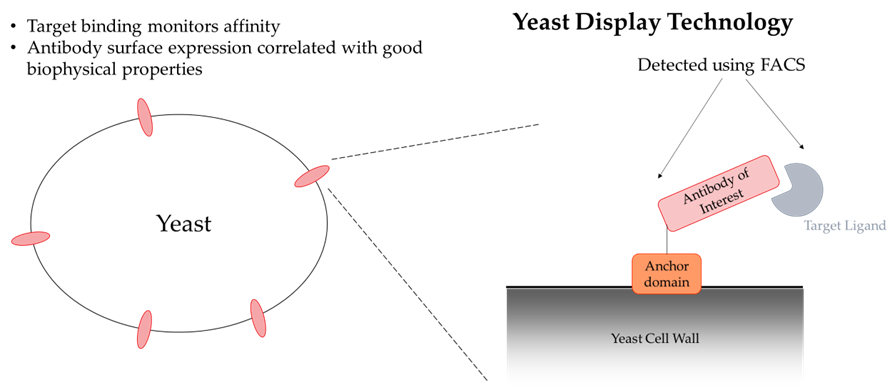 Molecular Evolution with Yeast Display